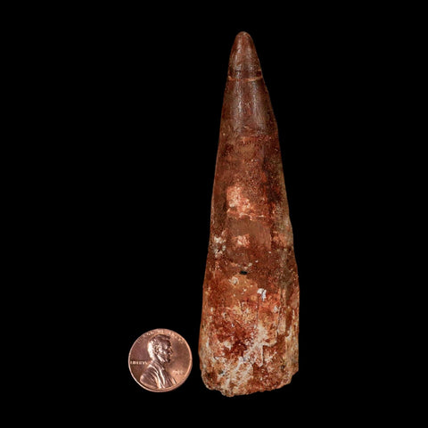 XXL 4" Spinosaurus Fossil Tooth 100 Million Years Old Cretaceous Dinosaur COA