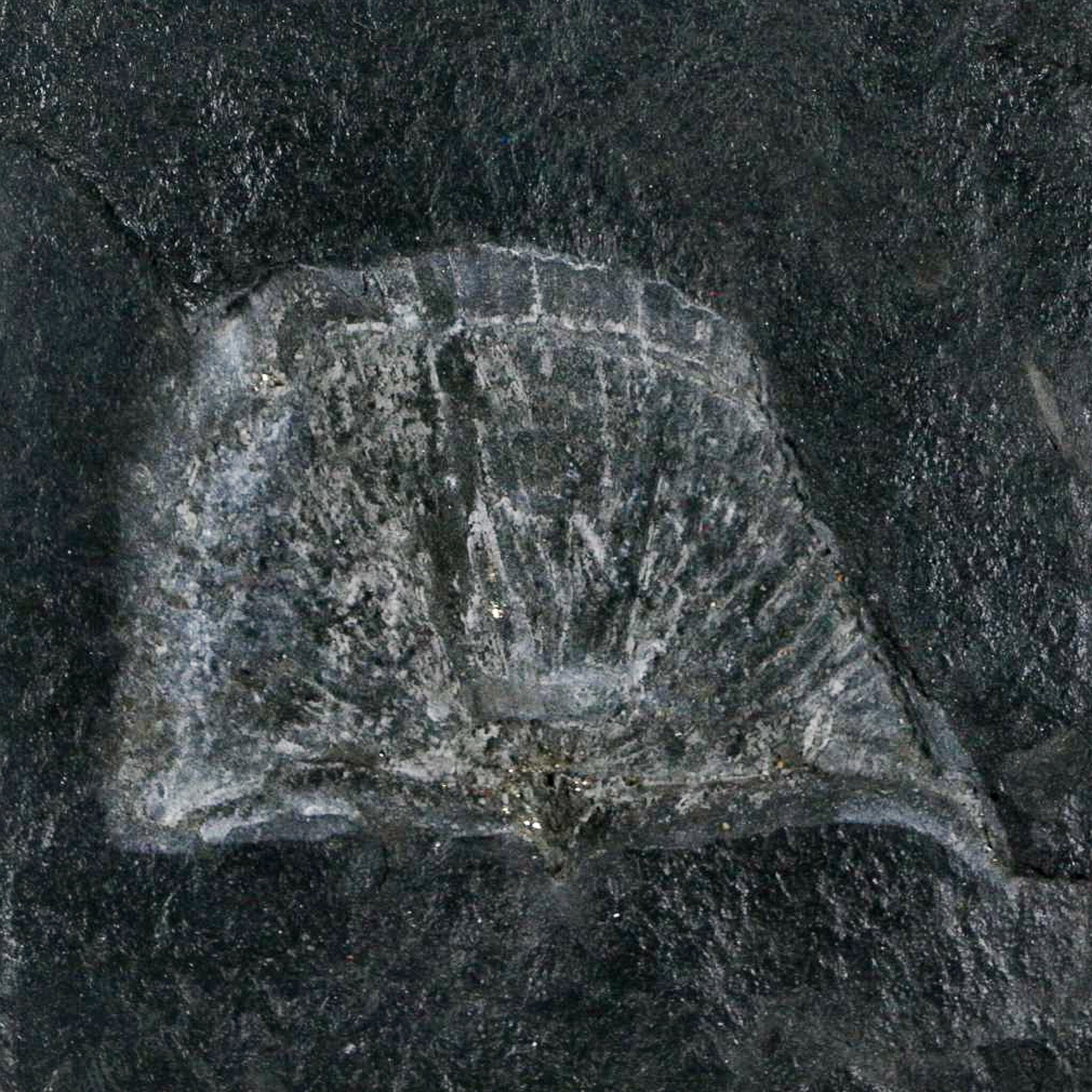 2.2" Fossil Paralenorthis Sp Brachiopod In Matrix Valongo Formation Arouca Portugal - Fossil Age Minerals