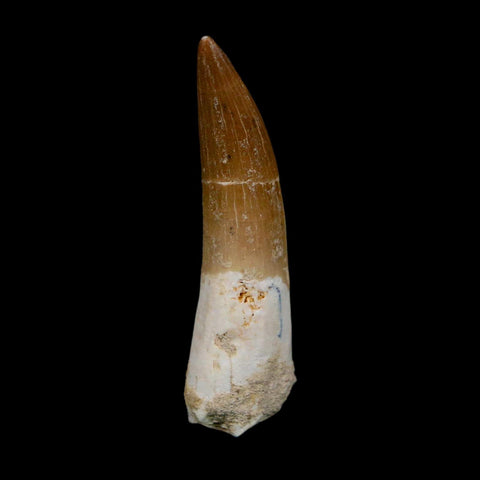 XL 2.1" Plesiosaur Zarafasaura Tooth Fossil Cretaceous Dinosaur Era COA, Stand - Fossil Age Minerals