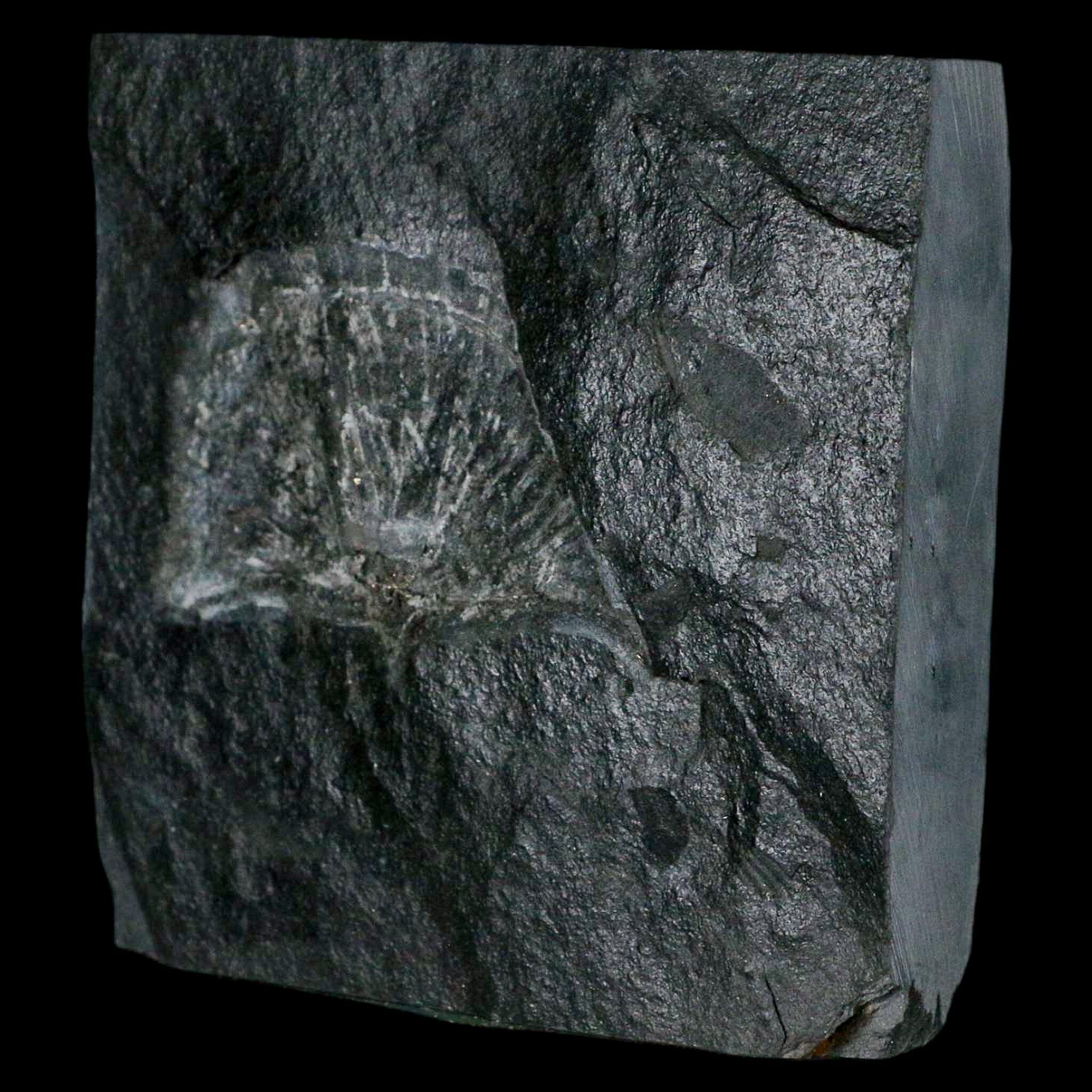 2.2" Fossil Paralenorthis Sp Brachiopod In Matrix Valongo Formation Arouca Portugal - Fossil Age Minerals
