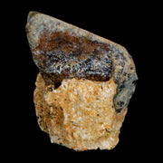 0.6" Triceratops Fossil Tooth Hell Creek FM Cretaceous Dinosaur Montana COA Stand