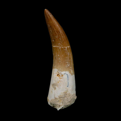 XL 2.1" Plesiosaur Zarafasaura Tooth Fossil Cretaceous Dinosaur Era COA, Stand - Fossil Age Minerals