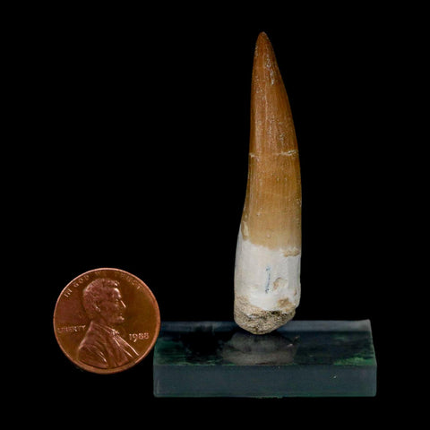 XL 2.1" Plesiosaur Zarafasaura Tooth Fossil Cretaceous Dinosaur Era COA, Stand - Fossil Age Minerals