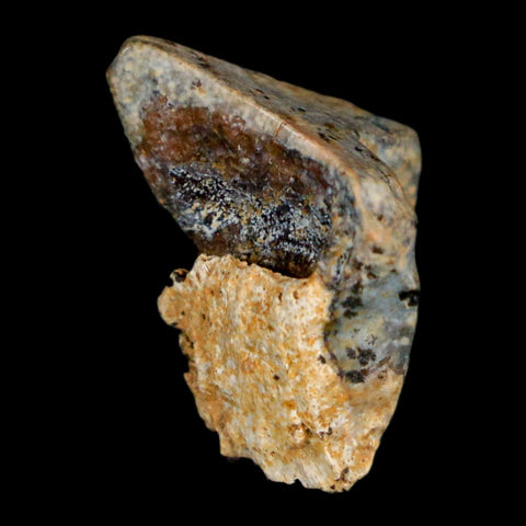 0.6" Triceratops Fossil Tooth Hell Creek FM Cretaceous Dinosaur Montana COA Stand - Fossil Age Minerals