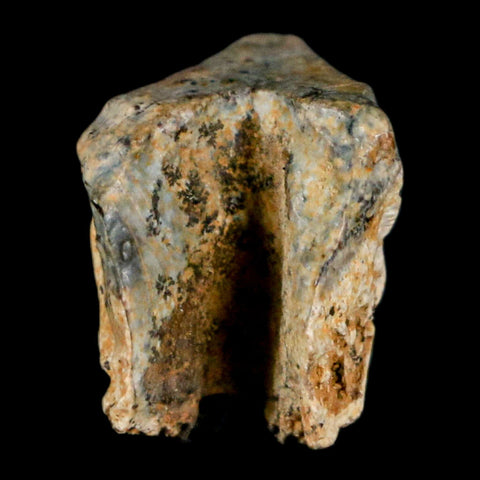 0.6" Triceratops Fossil Tooth Hell Creek FM Cretaceous Dinosaur Montana COA Stand - Fossil Age Minerals