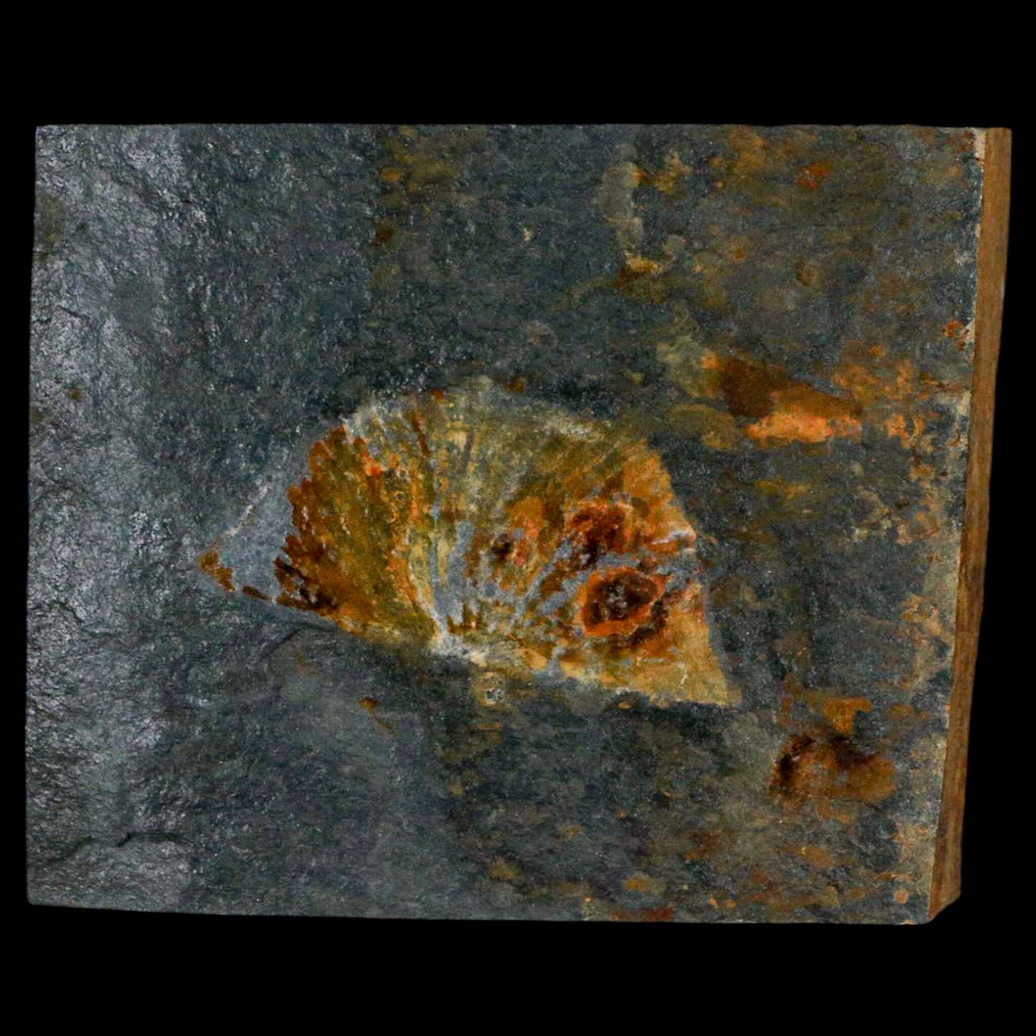 2.3" Fossil Paralenorthis Sp Brachiopod In Matrix Valongo Formation Arouca Portugal - Fossil Age Minerals