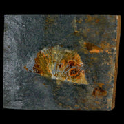 2.3" Fossil Paralenorthis Sp Brachiopod In Matrix Valongo Formation Arouca Portugal