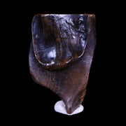 XL 0.7" Triceratops Fossil Tooth Hell Creek FM Cretaceous Dinosaur MT COA & Display