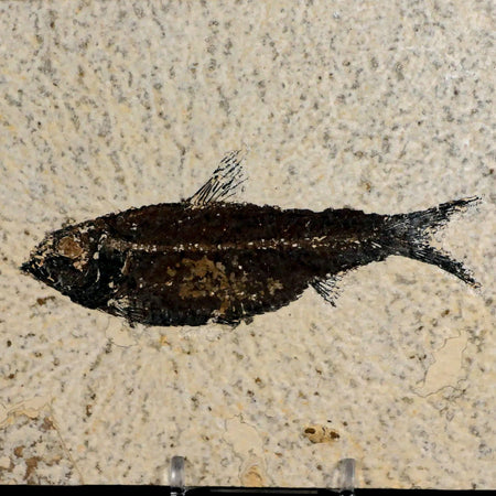 XL 4.2" Knightia Eocaena Fossil Fish Green River FM WY Eocene Age COA & Stand