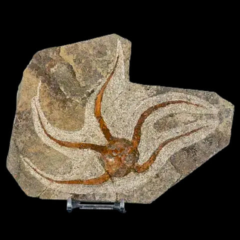 5.2" Brittlestar Ophiura Sp Starfish Fossil Ordovician Age Morocco COA & Stand - Fossil Age Minerals