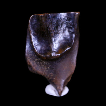 XL 0.7" Triceratops Fossil Tooth Hell Creek FM Cretaceous Dinosaur MT COA & Display