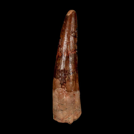XL 3.7" Spinosaurus Fossil Tooth 100 Million Years Old Cretaceous Dinosaur COA