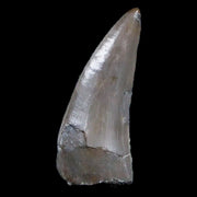 0.9" Postosuchus Rauisuchid Archosaur Fossil Tooth Chinle Formation AZ COA Display