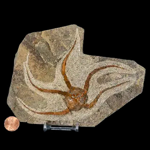 5.2" Brittlestar Ophiura Sp Starfish Fossil Ordovician Age Morocco COA & Stand - Fossil Age Minerals