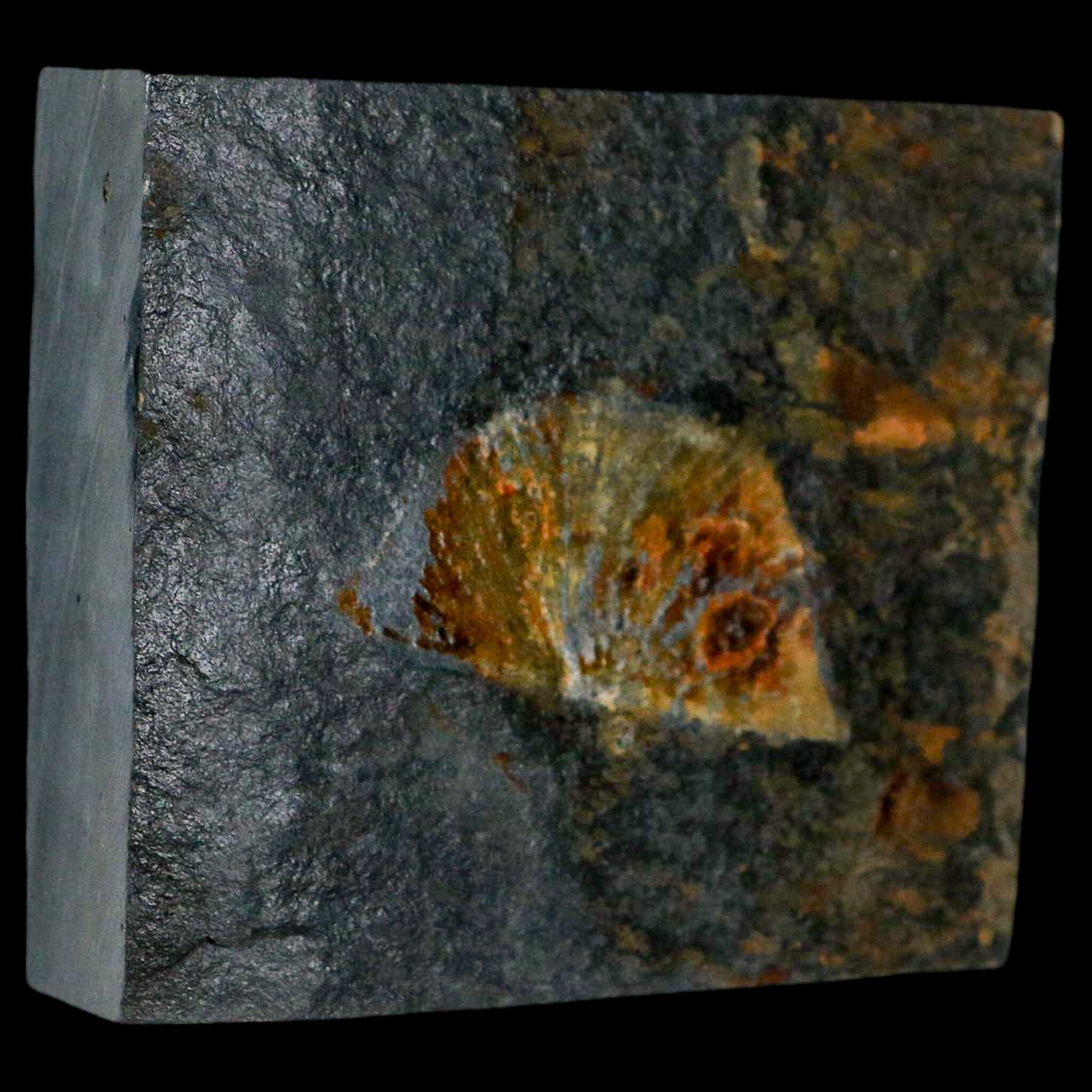 2.3" Fossil Paralenorthis Sp Brachiopod In Matrix Valongo Formation Arouca Portugal - Fossil Age Minerals