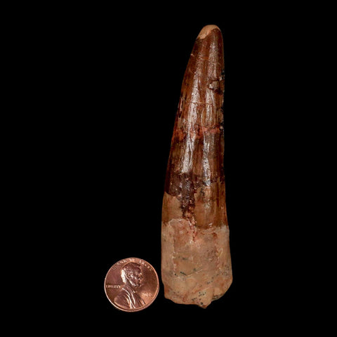 XL 3.7" Spinosaurus Fossil Tooth 100 Million Years Old Cretaceous Dinosaur COA