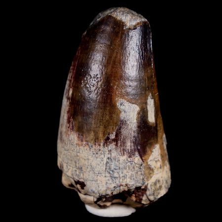 2" Sarcosuchus Imperator Crocodile Fossil Tooth Elrhaz FM Cretaceous Niger COA