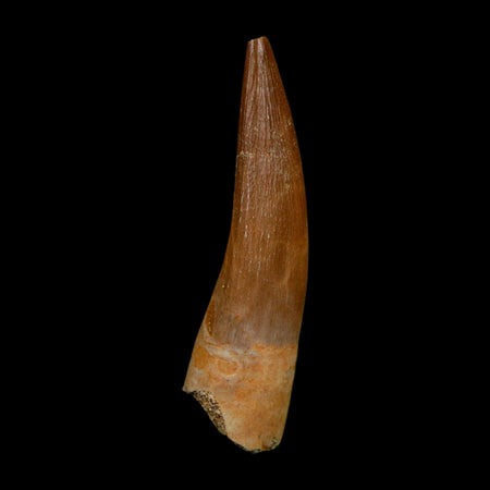 XL 2" Plesiosaur Zarafasaura Tooth Fossil Cretaceous Dinosaur Era COA, Stand