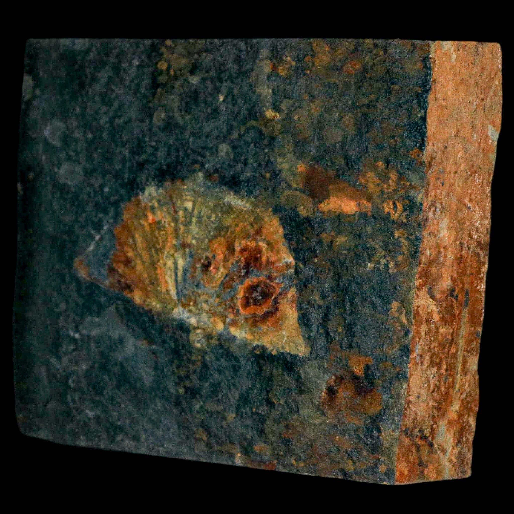 2.3" Fossil Paralenorthis Sp Brachiopod In Matrix Valongo Formation Arouca Portugal - Fossil Age Minerals