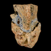 0.7" Triceratops Fossil Tooth Hell Creek FM Cretaceous Dinosaur Montana COA Stand