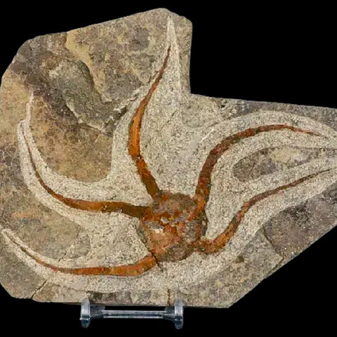5.2" Brittlestar Ophiura Sp Starfish Fossil Ordovician Age Morocco COA & Stand - Fossil Age Minerals