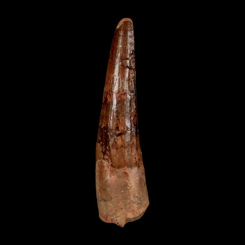 XL 3.7" Spinosaurus Fossil Tooth 100 Million Years Old Cretaceous Dinosaur COA