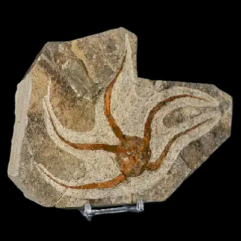 5.2" Brittlestar Ophiura Sp Starfish Fossil Ordovician Age Morocco COA & Stand - Fossil Age Minerals