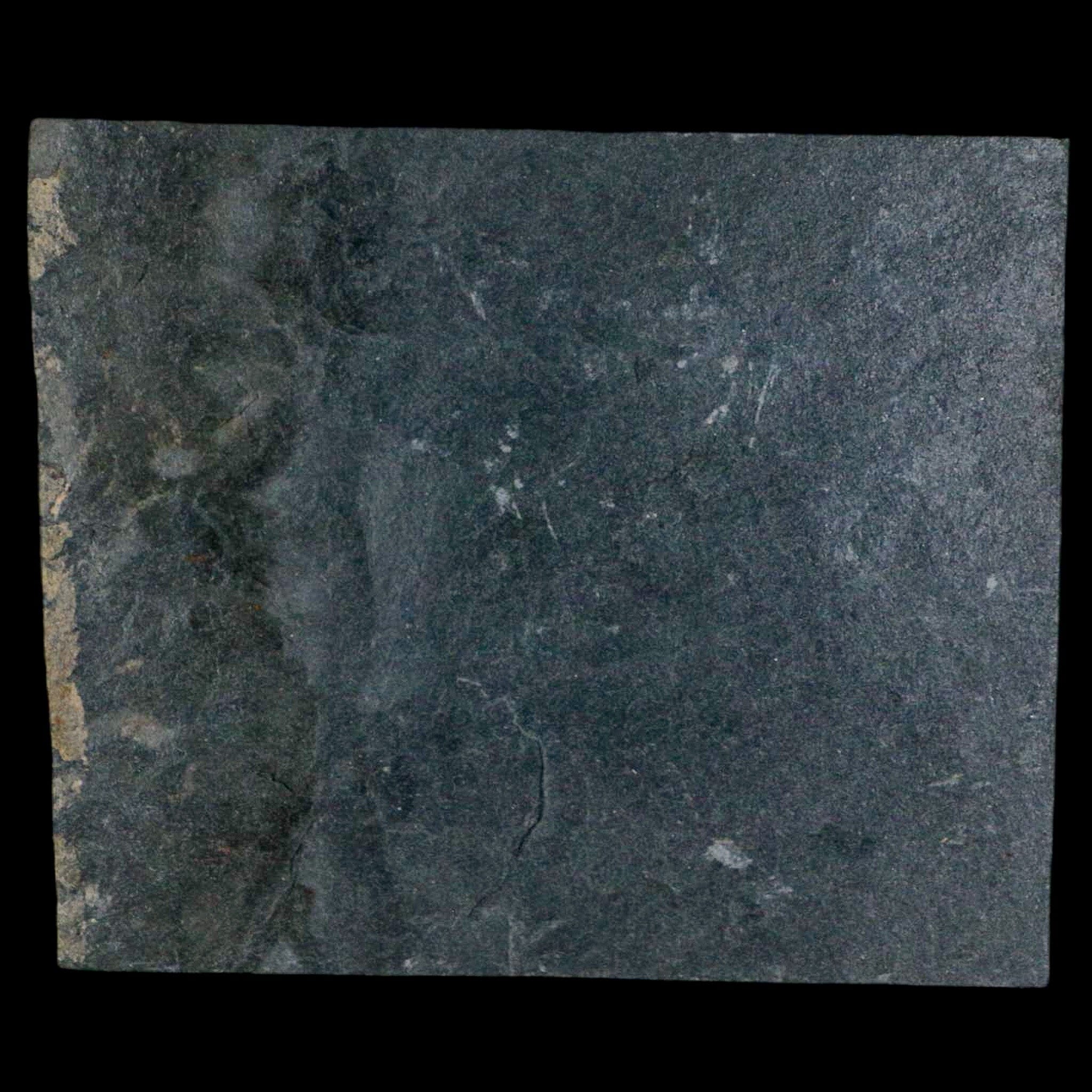2.3" Fossil Paralenorthis Sp Brachiopod In Matrix Valongo Formation Arouca Portugal - Fossil Age Minerals