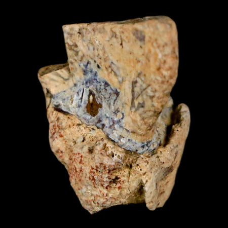 0.7" Triceratops Fossil Tooth Hell Creek FM Cretaceous Dinosaur Montana COA Stand
