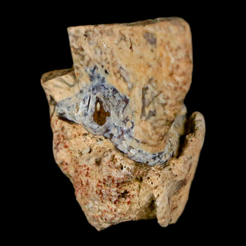 0.7" Triceratops Fossil Tooth Hell Creek FM Cretaceous Dinosaur Montana COA Stand - Fossil Age Minerals
