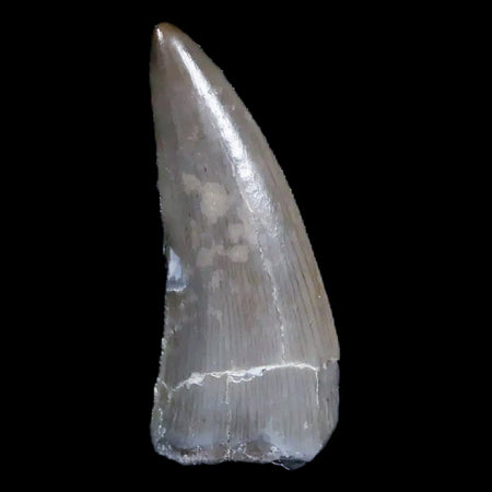 0.9" Postosuchus Rauisuchid Archosaur Fossil Tooth Chinle Formation AZ COA Display