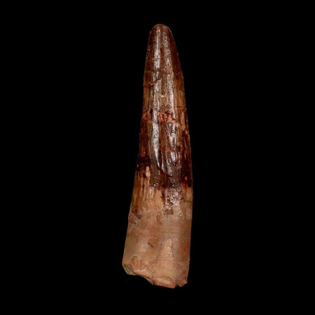 XL 3.7" Spinosaurus Fossil Tooth 100 Million Years Old Cretaceous Dinosaur COA