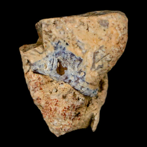 0.7" Triceratops Fossil Tooth Hell Creek FM Cretaceous Dinosaur Montana COA Stand - Fossil Age Minerals