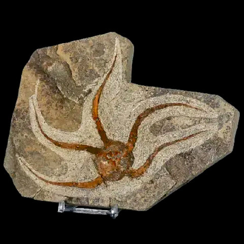 5.2" Brittlestar Ophiura Sp Starfish Fossil Ordovician Age Morocco COA & Stand - Fossil Age Minerals