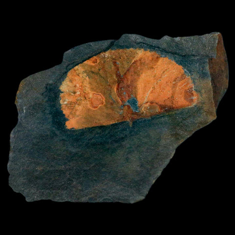 2" Fossil Paralenorthis Sp Brachiopod In Matrix Valongo Formation Arouca Portugal - Fossil Age Minerals