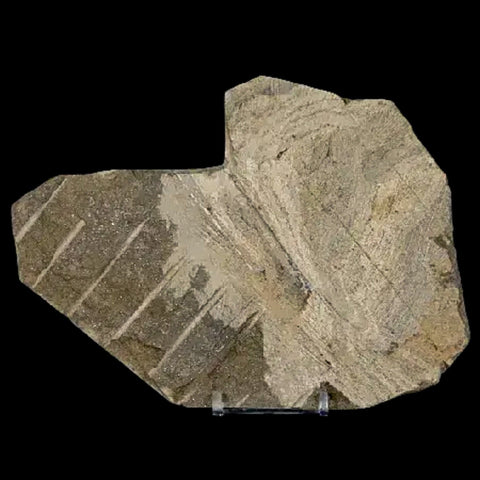 5.2" Brittlestar Ophiura Sp Starfish Fossil Ordovician Age Morocco COA & Stand - Fossil Age Minerals