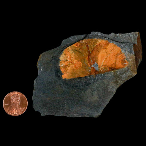 2" Fossil Paralenorthis Sp Brachiopod In Matrix Valongo Formation Arouca Portugal - Fossil Age Minerals