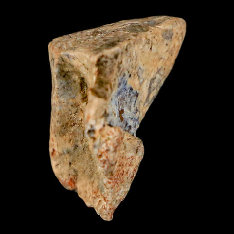 0.7" Triceratops Fossil Tooth Hell Creek FM Cretaceous Dinosaur Montana COA Stand - Fossil Age Minerals