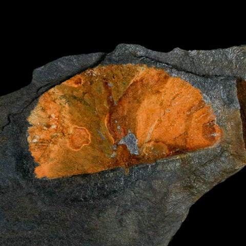 2" Fossil Paralenorthis Sp Brachiopod In Matrix Valongo Formation Arouca Portugal - Fossil Age Minerals