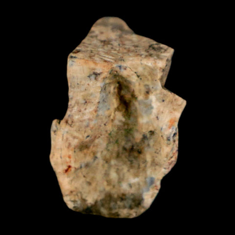 0.7" Triceratops Fossil Tooth Hell Creek FM Cretaceous Dinosaur Montana COA Stand - Fossil Age Minerals