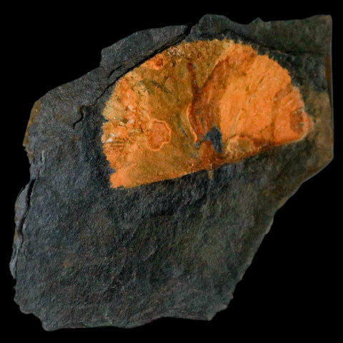 2" Fossil Paralenorthis Sp Brachiopod In Matrix Valongo Formation Arouca Portugal - Fossil Age Minerals