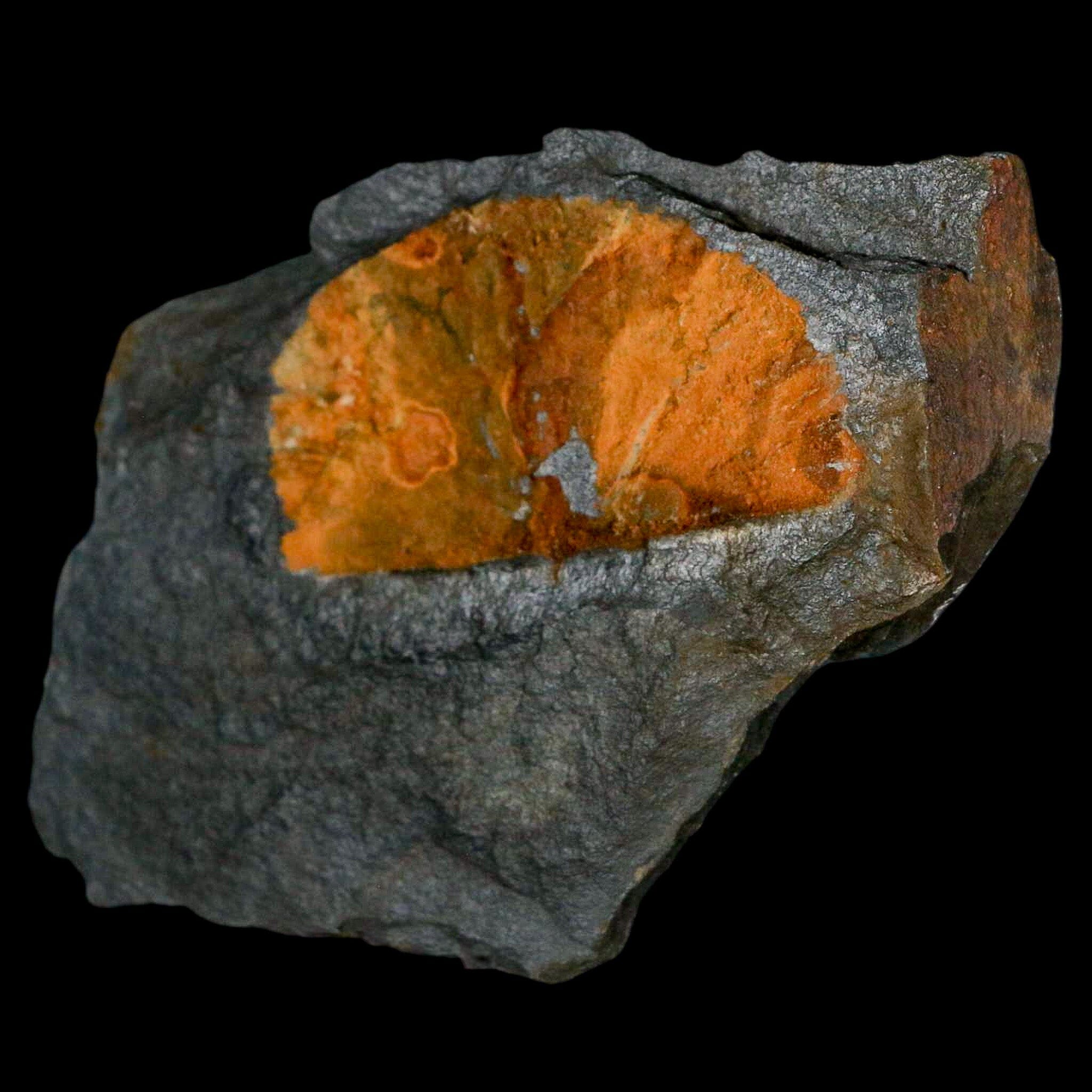 2" Fossil Paralenorthis Sp Brachiopod In Matrix Valongo Formation Arouca Portugal - Fossil Age Minerals