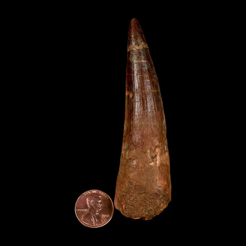 XL 3.9" Spinosaurus Fossil Tooth 100 Million Years Old Cretaceous Dinosaur COA