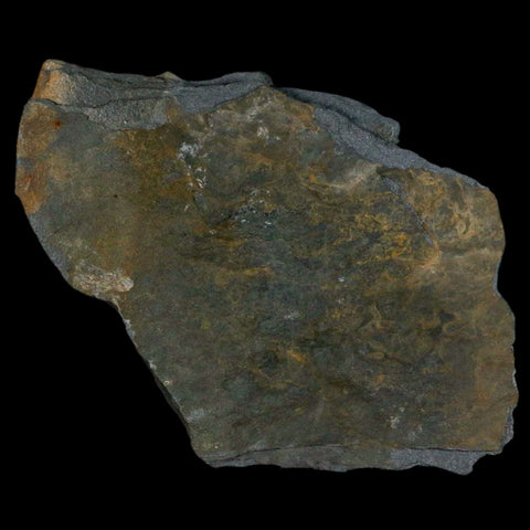 2" Fossil Paralenorthis Sp Brachiopod In Matrix Valongo Formation Arouca Portugal - Fossil Age Minerals