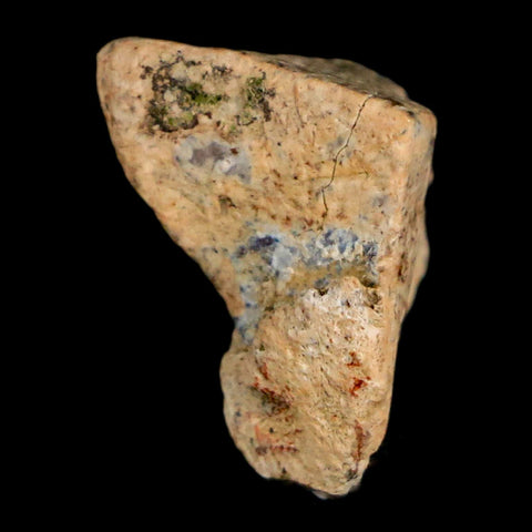 0.7" Triceratops Fossil Tooth Hell Creek FM Cretaceous Dinosaur Montana COA Stand - Fossil Age Minerals