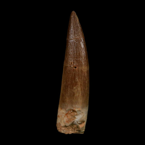 XL 2.1" Plesiosaur Zarafasaura Tooth Fossil Cretaceous Dinosaur Era COA, Stand - Fossil Age Minerals