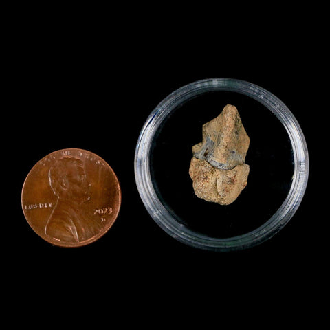 0.7" Triceratops Fossil Tooth Hell Creek FM Cretaceous Dinosaur Montana COA Stand - Fossil Age Minerals