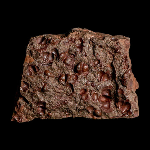 3.9" Trilobite Mortality Plate Fossil Devonian Age 400 Million Years Old COA - Fossil Age Minerals