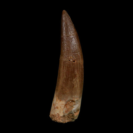 XL 2.1" Plesiosaur Zarafasaura Tooth Fossil Cretaceous Dinosaur Era COA, Stand