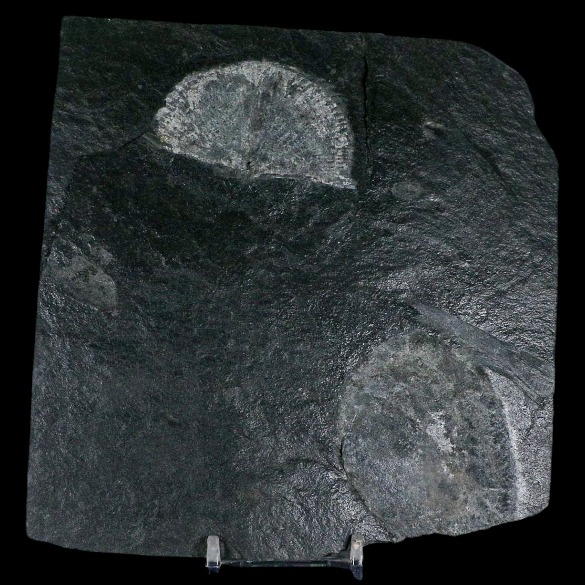2.3" Fossil Paralenorthis Sp Brachiopod In Matrix Valongo Formation Arouca Portugal - Fossil Age Minerals